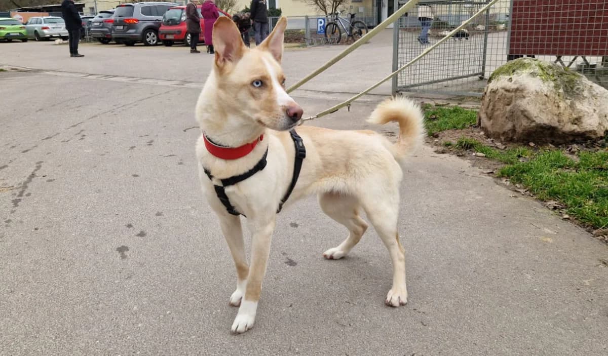 Sky, male Husky for adoption at Hedwig-Trampert-Tierheim Dillingen, Dillingen