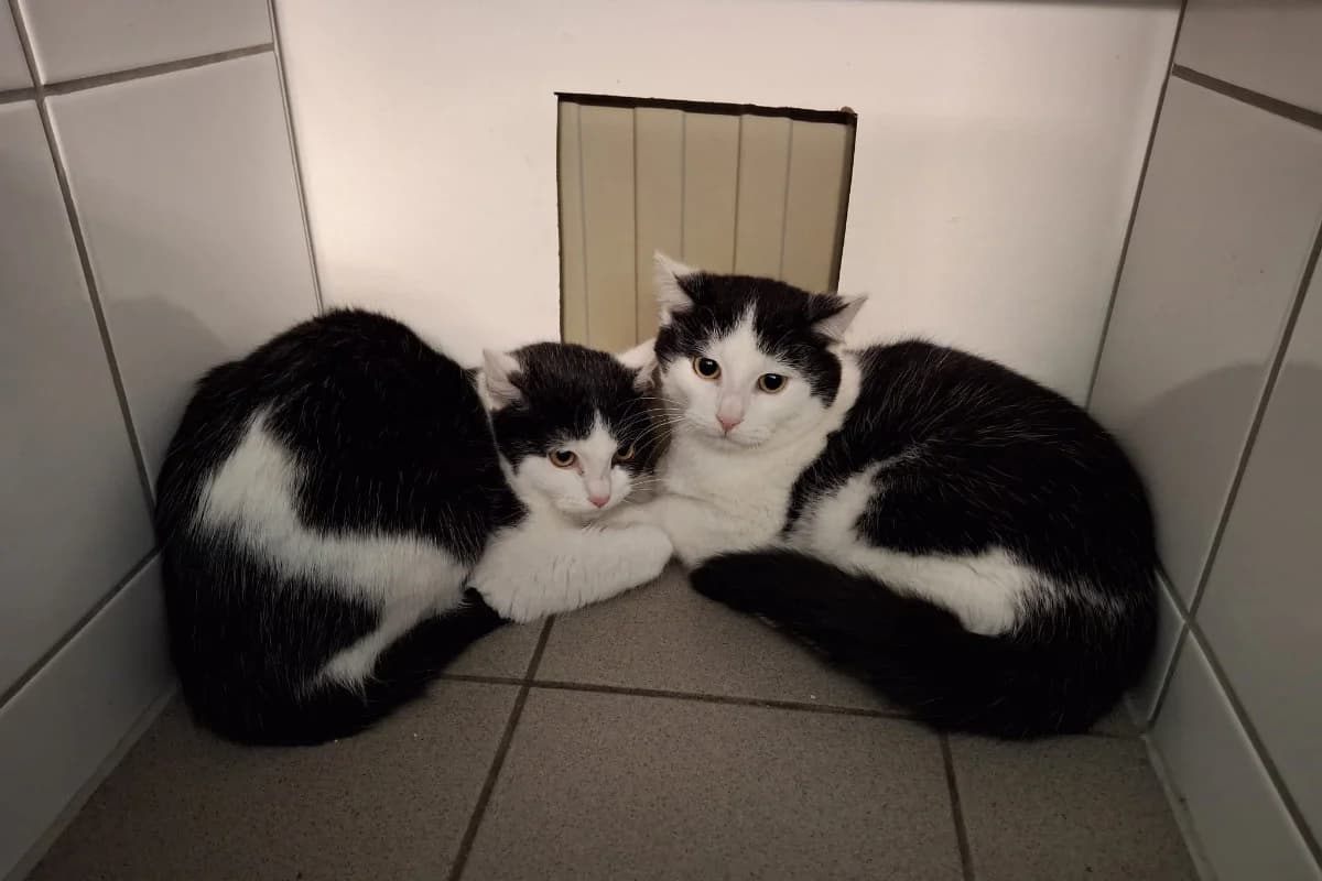 Pongo und Perdita, male young Mixed Breed for adoption at Hedwig-Trampert-Tierheim Dillingen, Dillingen