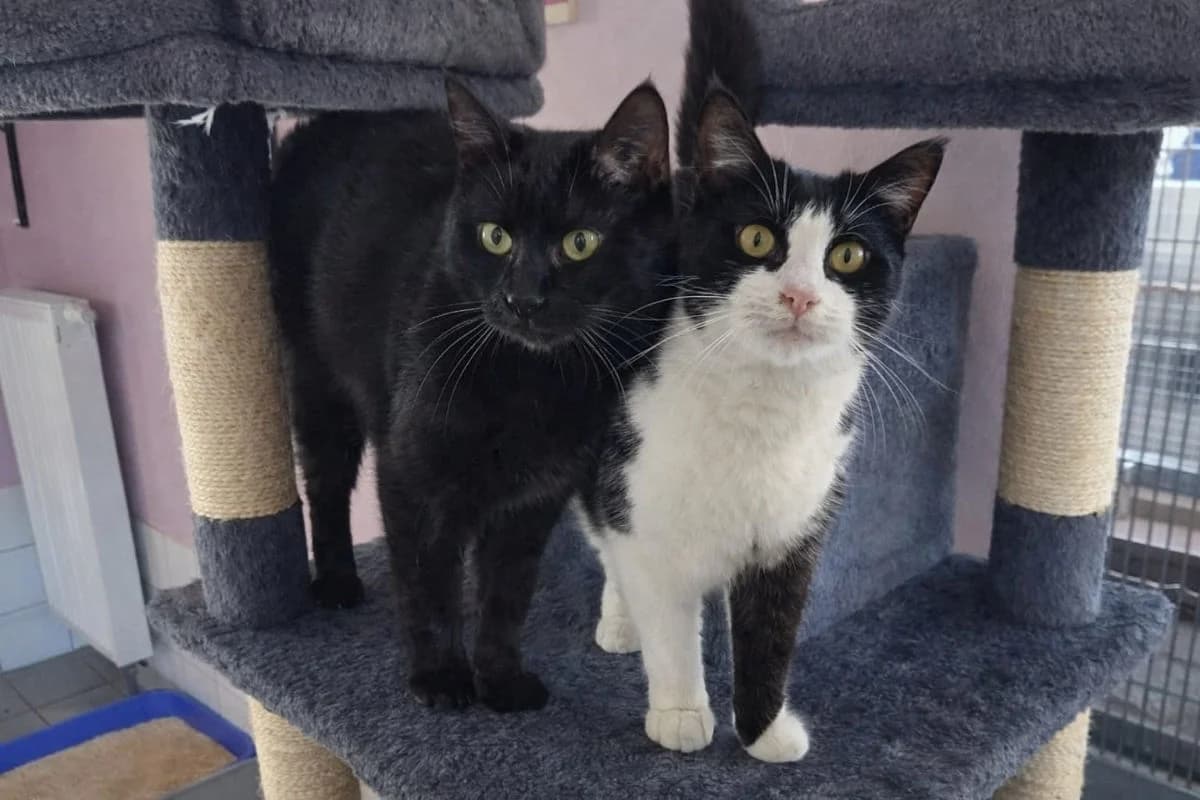 Peppo und Schorsch, male 6yo Mixed Breed for adoption at Hedwig-Trampert-Tierheim Dillingen, Dillingen