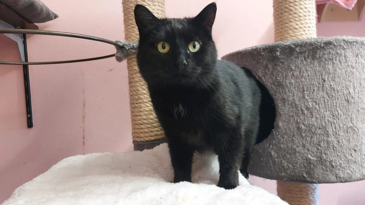 Savandis, male young Mixed Breed for adoption at Hedwig-Trampert-Tierheim Dillingen, Dillingen