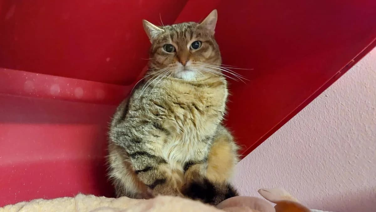 Dick, male 3yo Mixed Breed for adoption at Hedwig-Trampert-Tierheim Dillingen, Dillingen