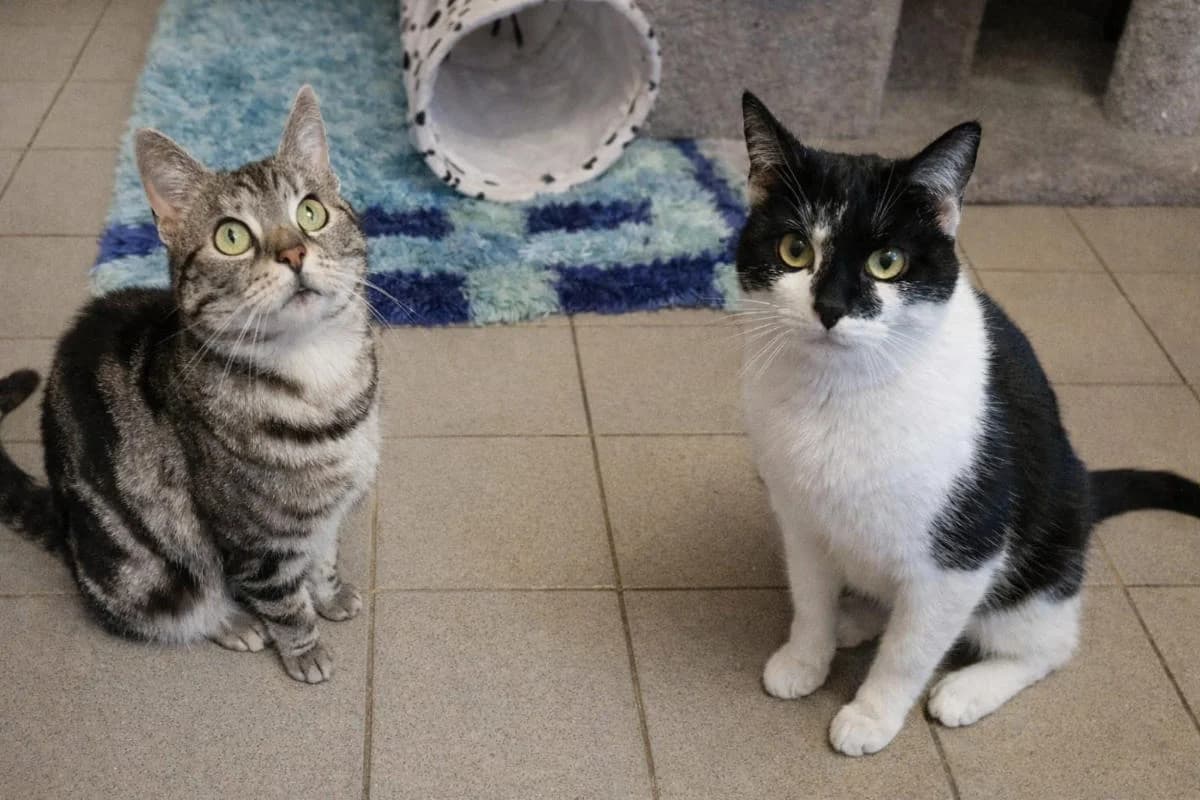 Ibrahim und Hatice, male Mixed Breed for adoption at Hedwig-Trampert-Tierheim Dillingen, Dillingen