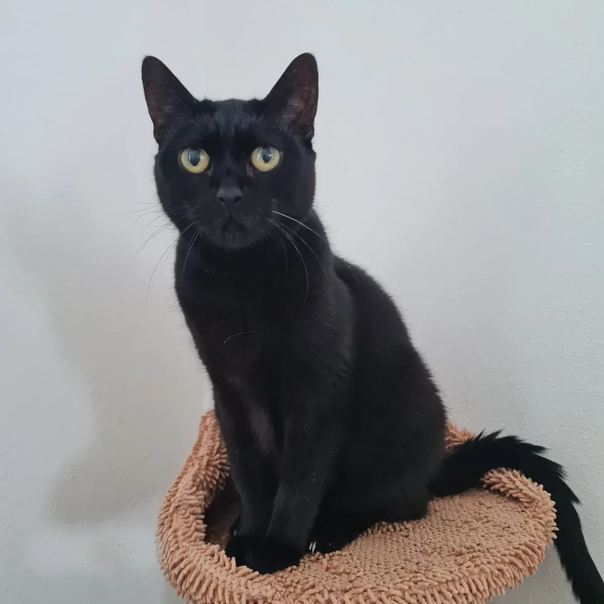 Tsunami, male Mixed Breed for adoption at Hedwig-Trampert-Tierheim Dillingen, Dillingen