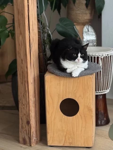 Labubu, male senior Mixed Breed for adoption at Hedwig-Trampert-Tierheim Dillingen, Dillingen