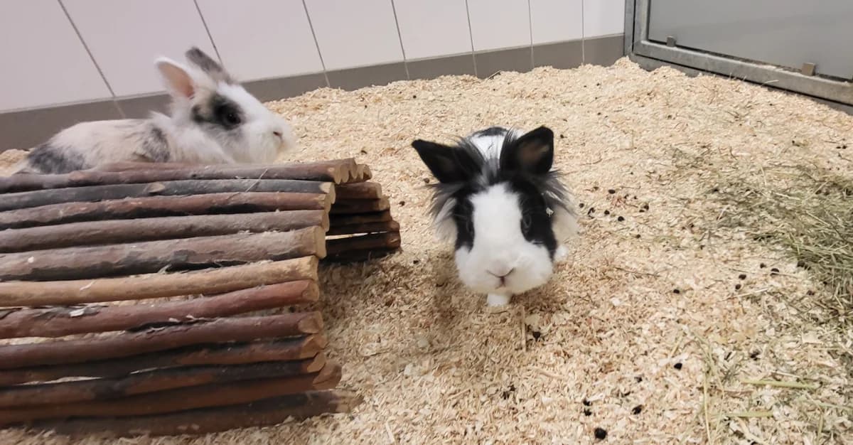 Lilly & Felix, schwarz male Mixed Breed for adoption at Hedwig-Trampert-Tierheim Dillingen, Dillingen
