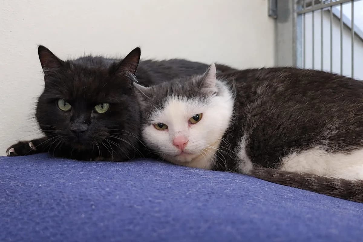 Sansalitos & Guadalupe, grau male senior Mixed Breed for adoption at Hedwig-Trampert-Tierheim Dillingen, Dillingen