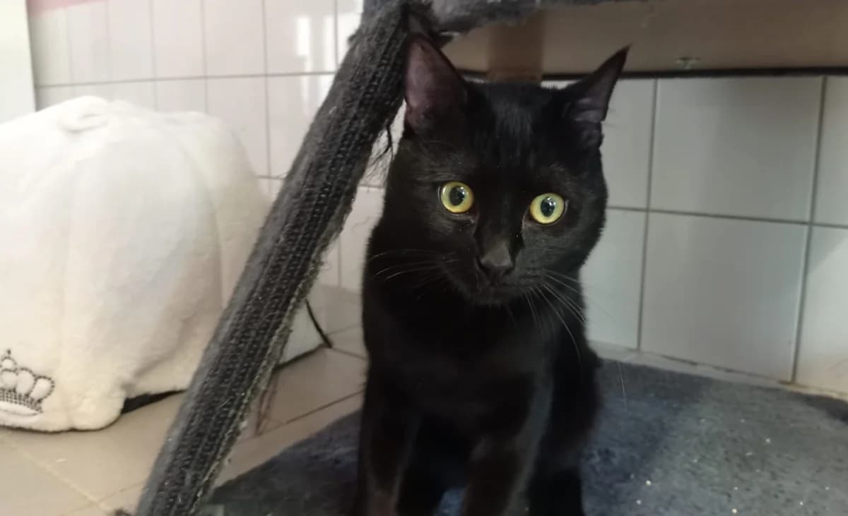 Pascal, male Mixed Breed for adoption at Hedwig-Trampert-Tierheim Dillingen, Dillingen