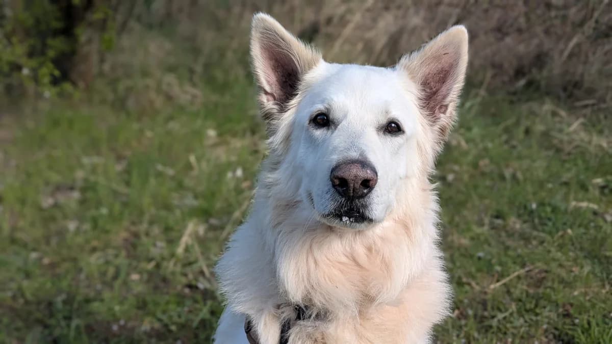 Wotan, weiß male 7yo Mixed Breed for adoption at Hedwig-Trampert-Tierheim Dillingen, Dillingen