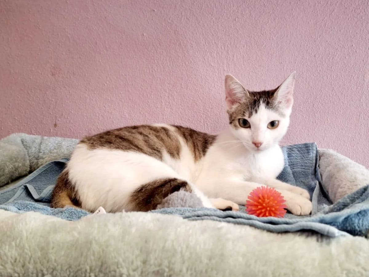 Mayla, male Mixed Breed for adoption at Hedwig-Trampert-Tierheim Dillingen, Dillingen