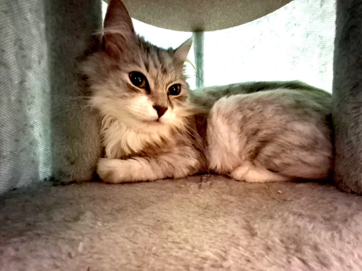 Silver, male Mixed Breed for adoption at Hedwig-Trampert-Tierheim Dillingen, Dillingen