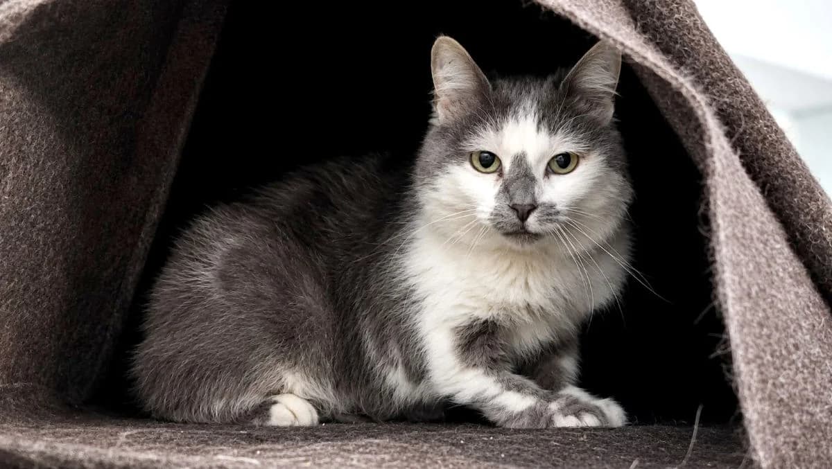 Laurenz, male Mixed Breed for adoption at Hedwig-Trampert-Tierheim Dillingen, Dillingen