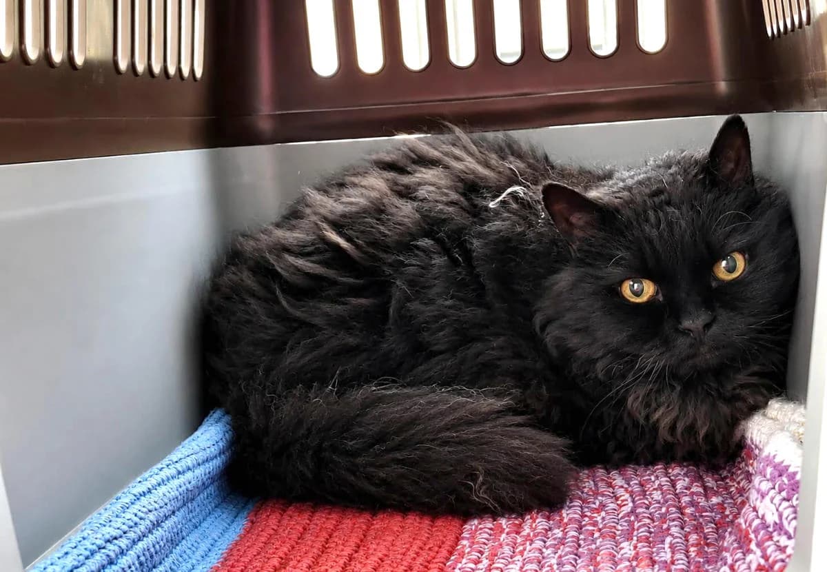 Curly, male senior Mixed Breed for adoption at Hedwig-Trampert-Tierheim Dillingen, Dillingen