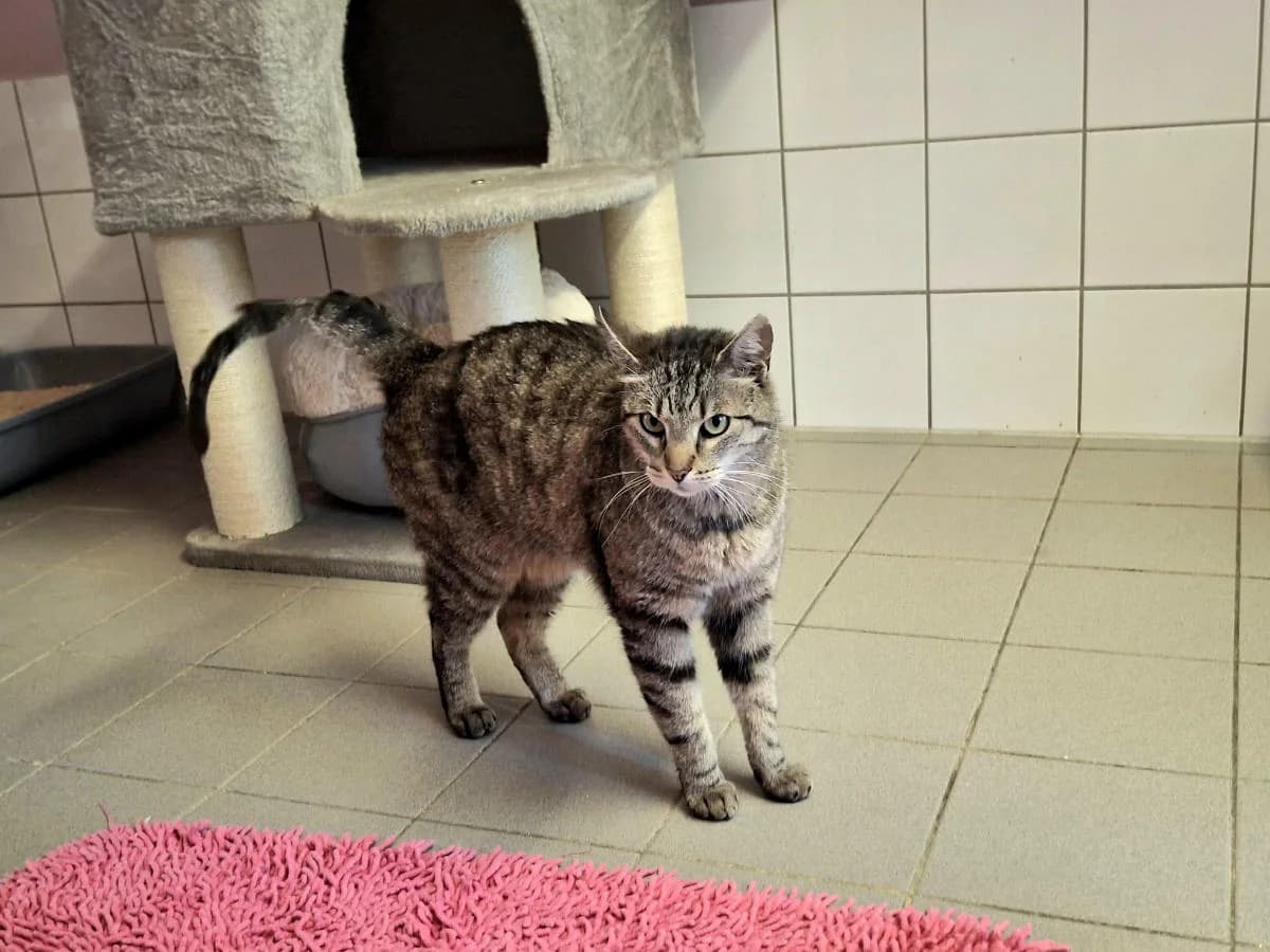 Barski, male Mixed Breed for adoption at Hedwig-Trampert-Tierheim Dillingen, Dillingen