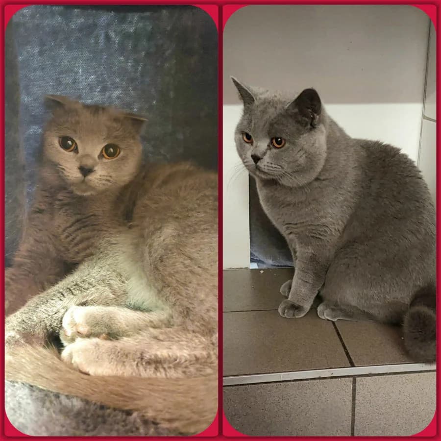Rocky und Mila, male Mixed Breed for adoption at Hedwig-Trampert-Tierheim Dillingen, Dillingen