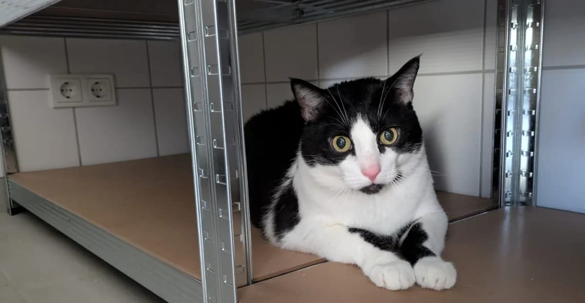 Felix, Mixed Breed (Hedwig-Trampert-Tierheim Dillingen)