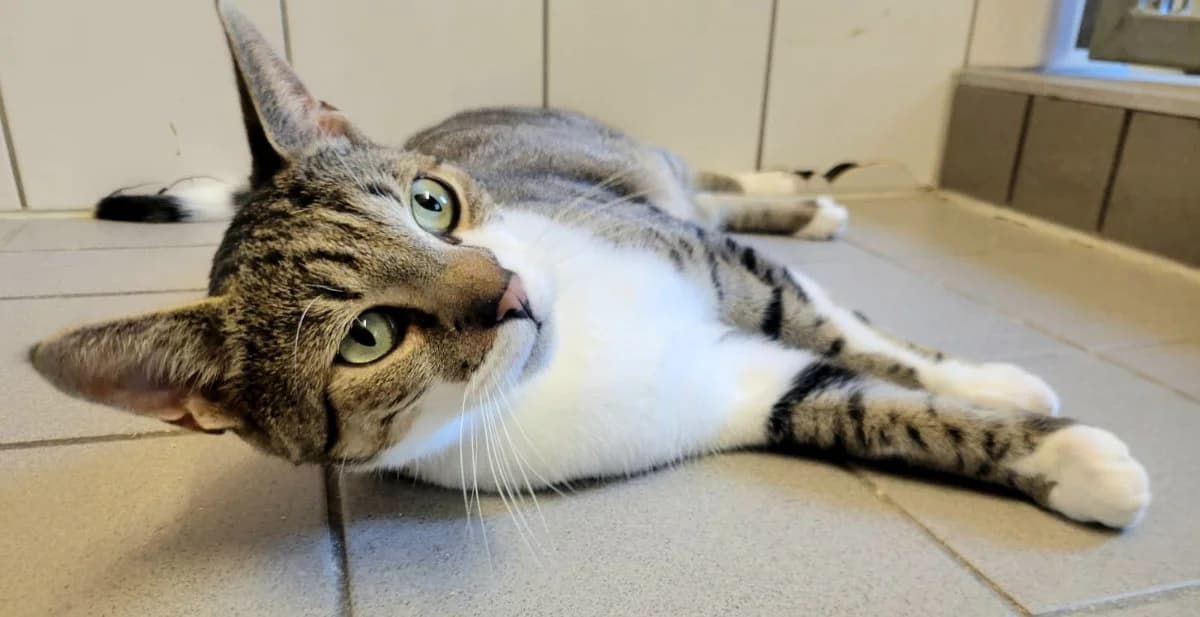 Pascha, male Mixed Breed for adoption at Hedwig-Trampert-Tierheim Dillingen, Dillingen