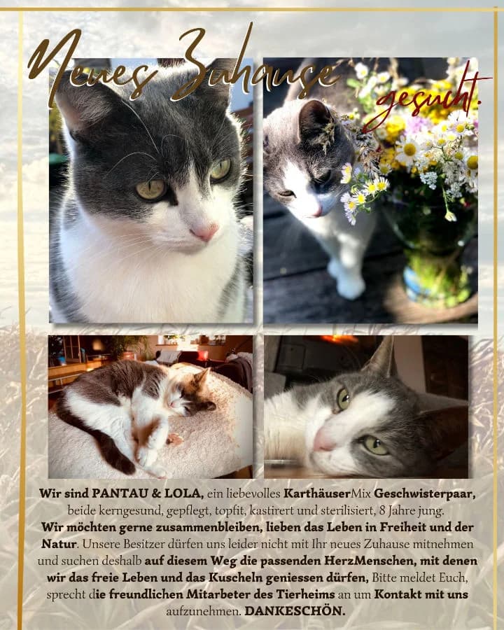 Pantau & Lola, male Mixed Breed for adoption at Hedwig-Trampert-Tierheim Dillingen, Dillingen