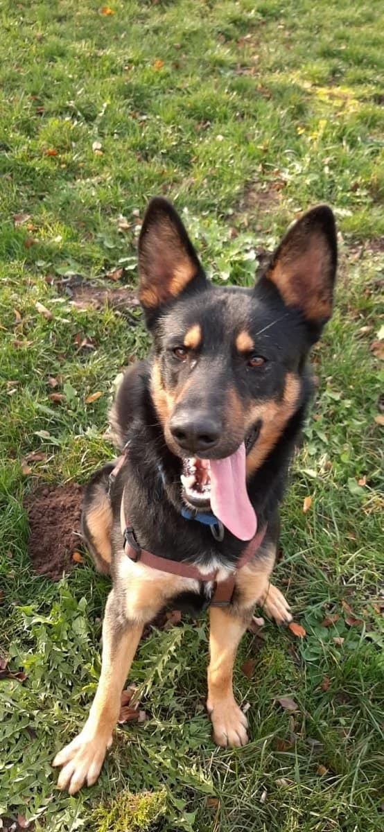 Josef, male 7yo Mixed Breed for adoption at Hedwig-Trampert-Tierheim Dillingen, Dillingen