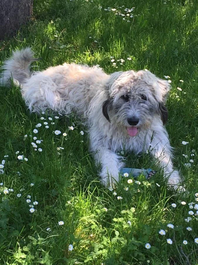 Laika, male 6yo Mixed Breed for adoption at Hedwig-Trampert-Tierheim Dillingen, Dillingen