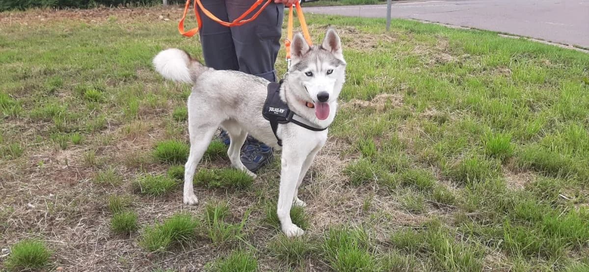 ICE, male Mixed Breed for adoption at Hedwig-Trampert-Tierheim Dillingen, Dillingen