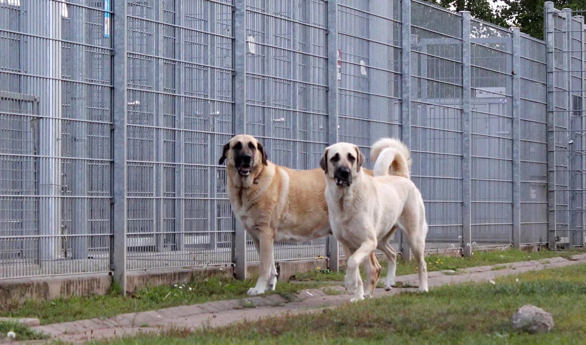 Kizim & Beyaz, male senior Mixed Breed for adoption at Hedwig-Trampert-Tierheim Dillingen, Dillingen