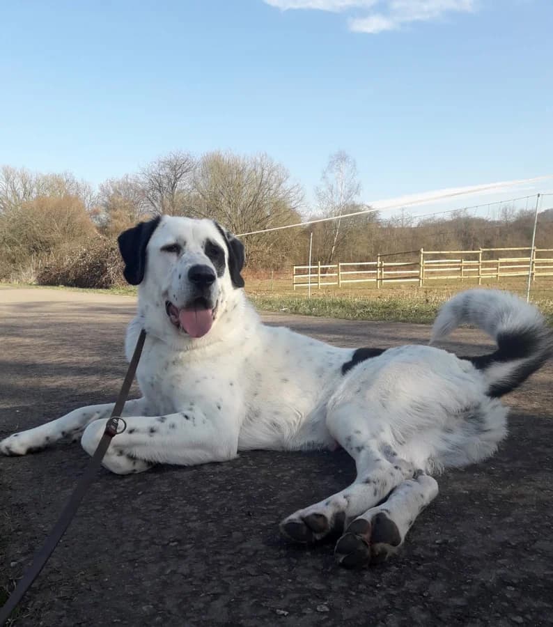 Balou, male 6yo Mixed Breed for adoption at Hedwig-Trampert-Tierheim Dillingen, Dillingen