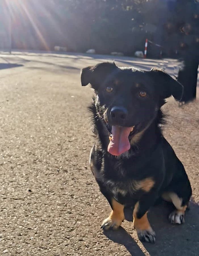 Sammy,, male 6yo Jack Russell Terrier for adoption at Hedwig-Trampert-Tierheim Dillingen, Dillingen