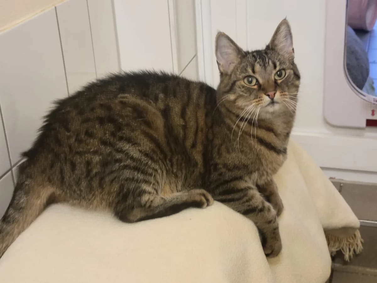 Luna,  Mixed Breed for adoption at Hedwig-Trampert-Tierheim Dillingen, Dillingen