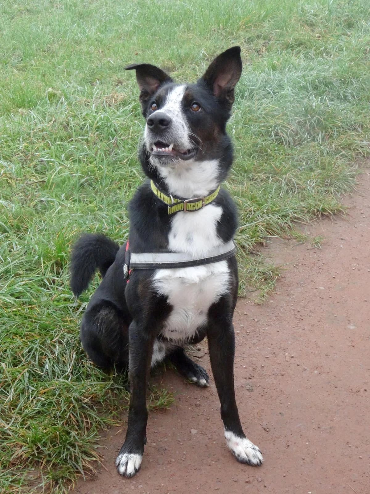 Lucky, male senior Mixed Breed for adoption at Hedwig-Trampert-Tierheim Dillingen, Dillingen