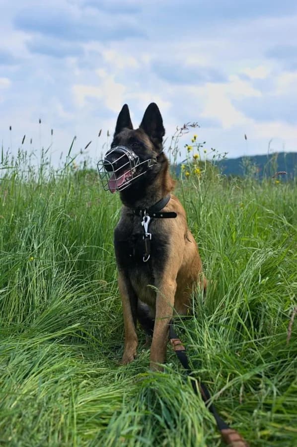 Sanny, male 5yo Mixed Breed for adoption at Hedwig-Trampert-Tierheim Dillingen, Dillingen