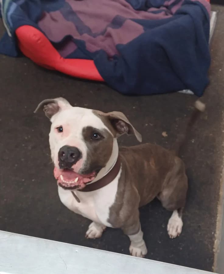 Luna, male Mixed Breed for adoption at Hedwig-Trampert-Tierheim Dillingen, Dillingen