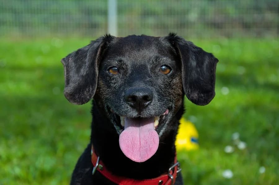 Strolchi, male senior Mixed Breed for adoption at Hedwig-Trampert-Tierheim Dillingen, Dillingen