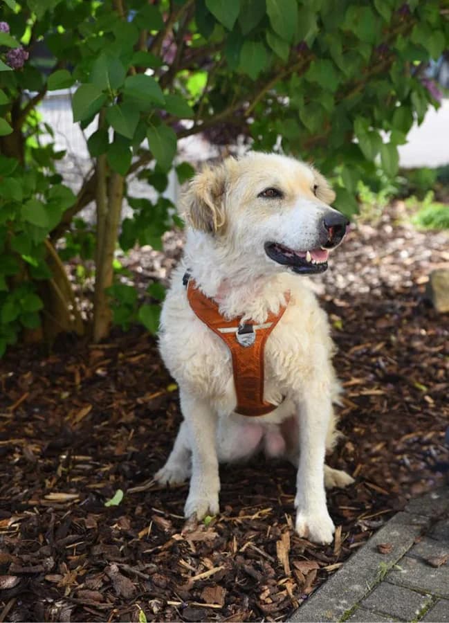 Timbo, male senior Mixed Breed for adoption at Hedwig-Trampert-Tierheim Dillingen, Dillingen