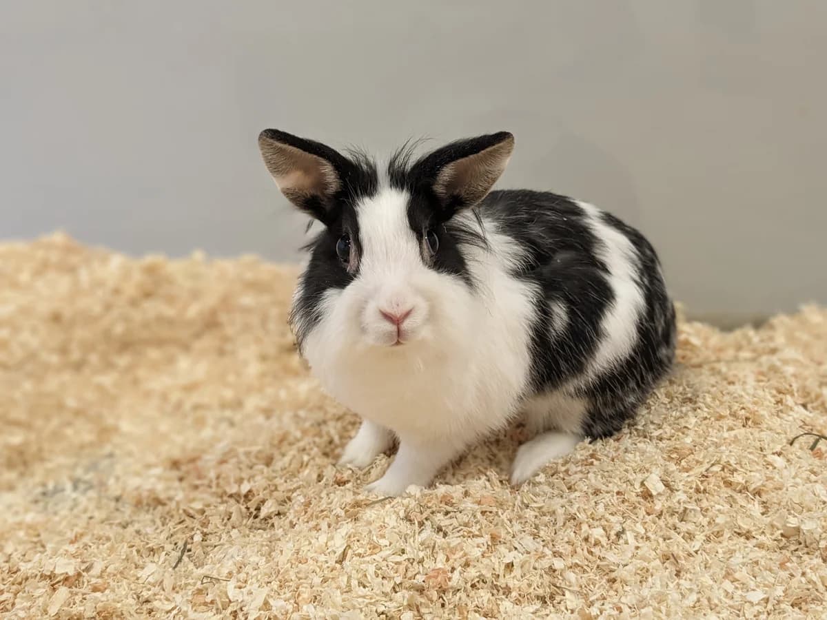 Nessa, female Mixed Breed for adoption at Hedwig-Trampert-Tierheim Dillingen, Dillingen