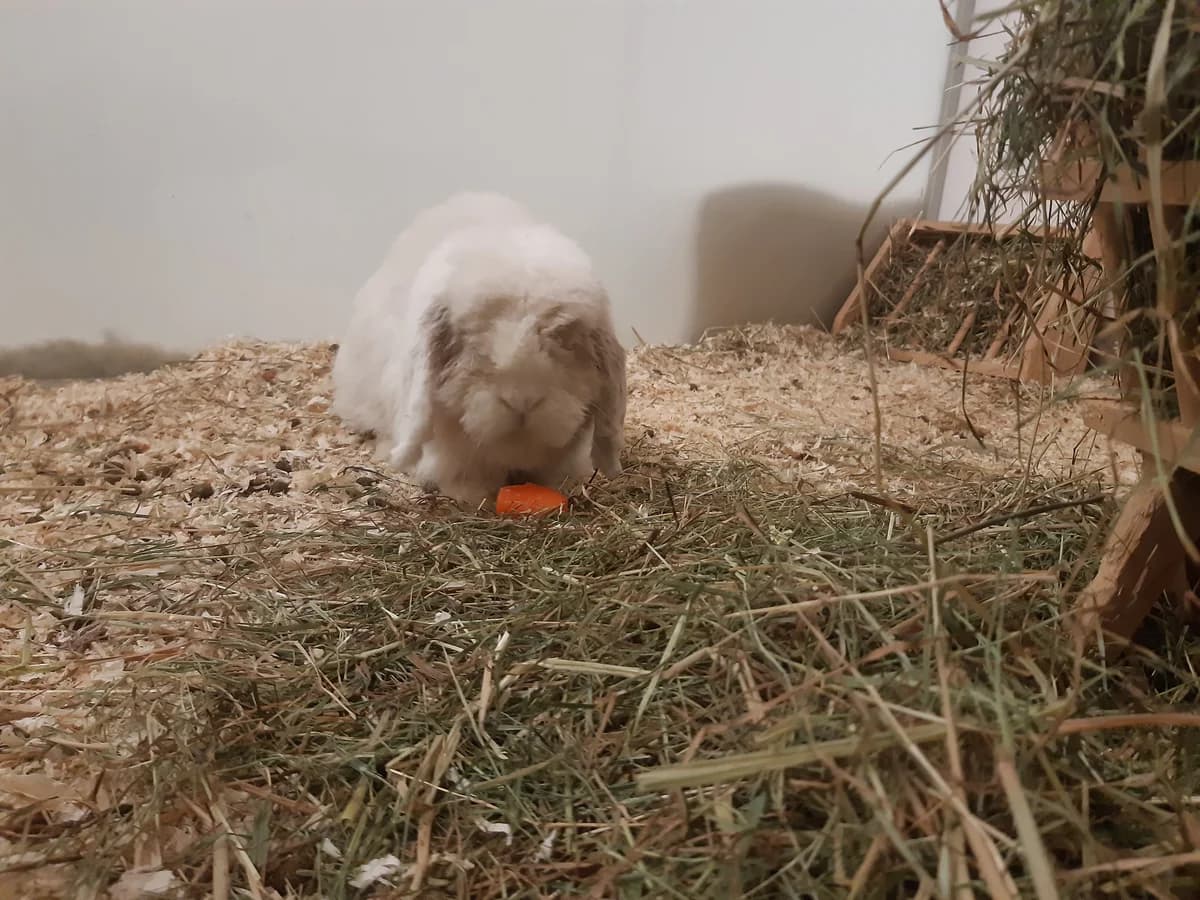 August, male Mixed Breed for adoption at Hedwig-Trampert-Tierheim Dillingen, Dillingen