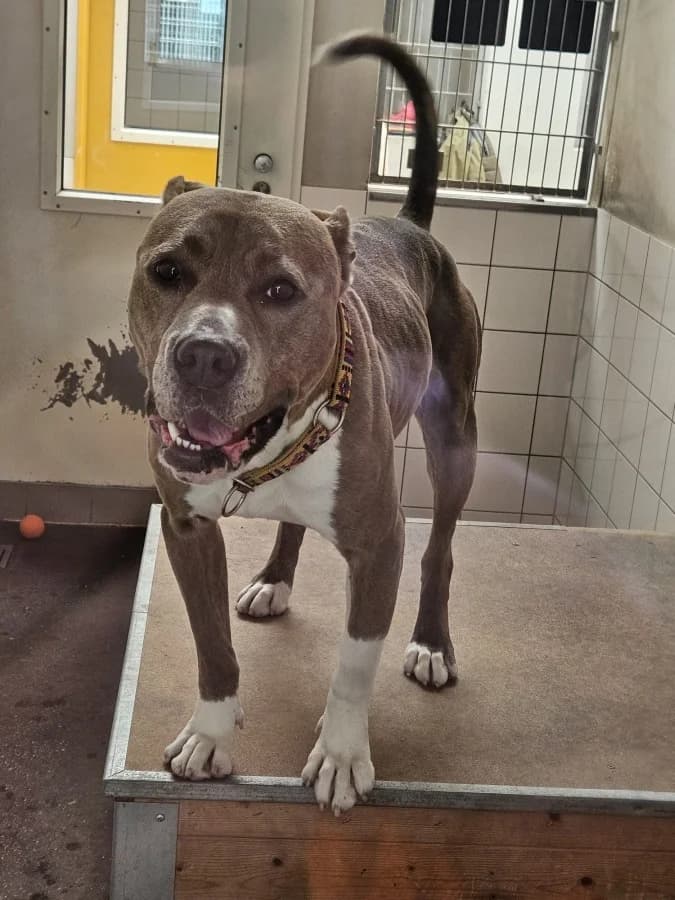 Nora, male 4yo Mixed Breed for adoption at Hedwig-Trampert-Tierheim Dillingen, Dillingen