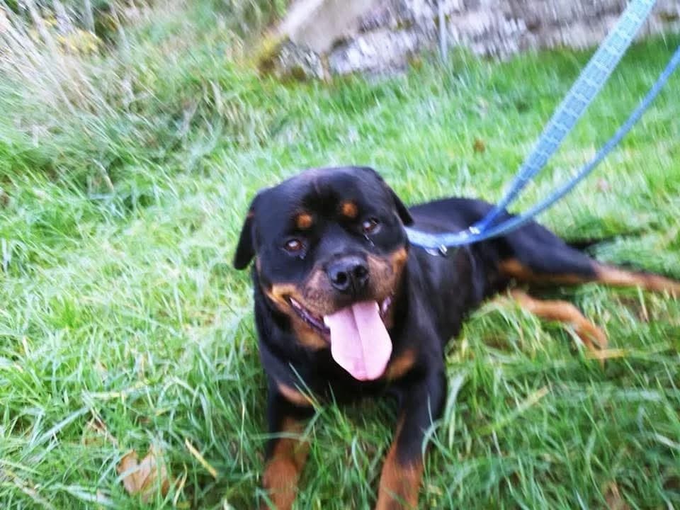 Nero, male senior Mixed Breed for adoption at Hedwig-Trampert-Tierheim Dillingen, Dillingen