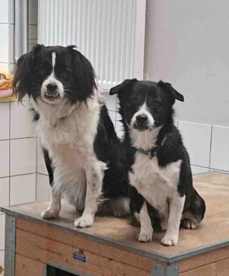 Max & Moritz, male Mixed Breed for adoption at Hedwig-Trampert-Tierheim Dillingen, Dillingen