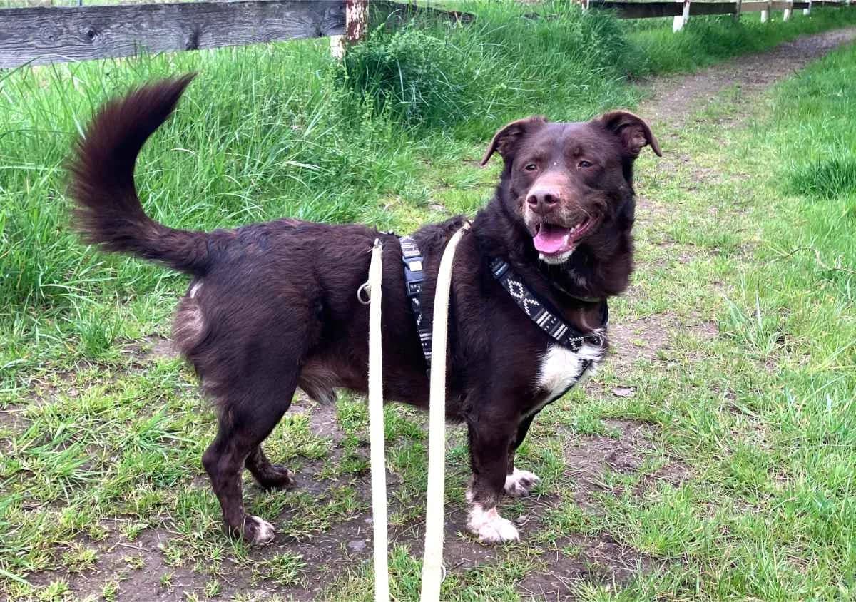 Schoko, schoko male 6yo Dachshund for adoption at Hedwig-Trampert-Tierheim Dillingen, Dillingen