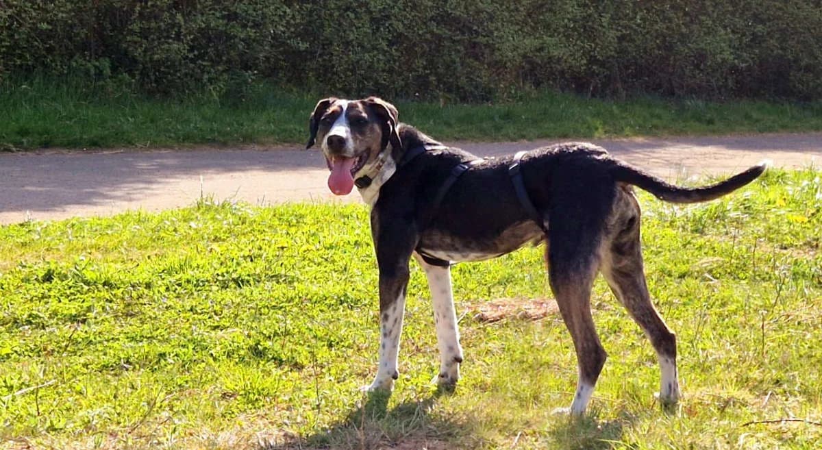 Bounty, male young Mixed Breed for adoption at Hedwig-Trampert-Tierheim Dillingen, Dillingen