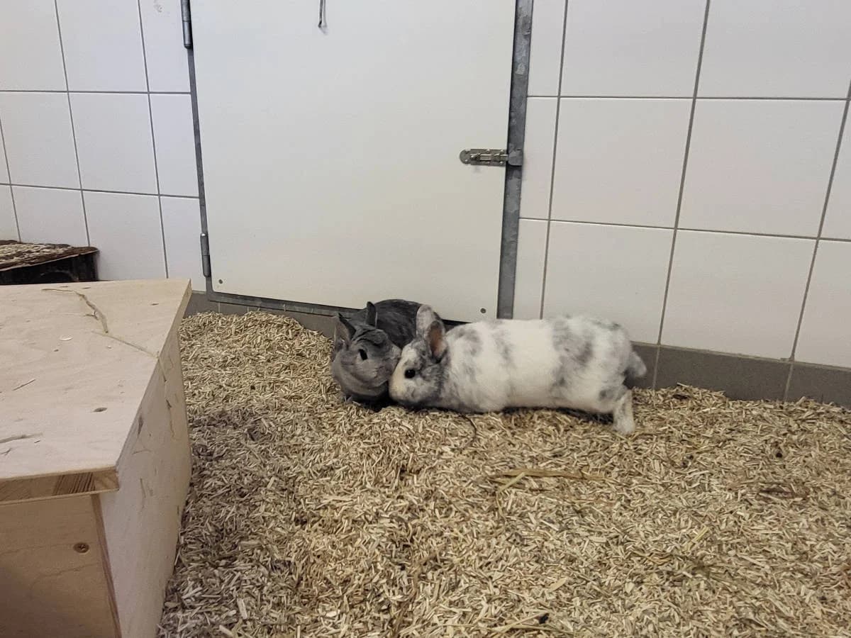 Maya & Felix, male Mixed Breed for adoption at Hedwig-Trampert-Tierheim Dillingen, Dillingen