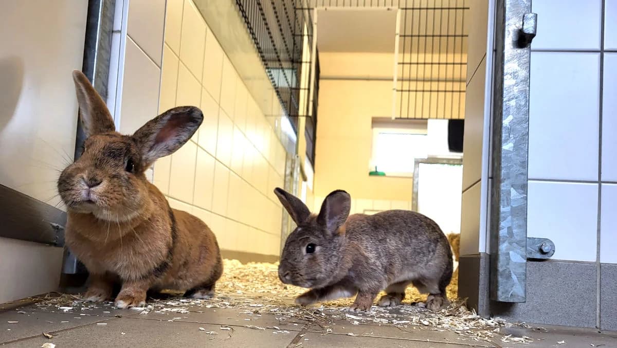 Nikola & Alexa, female Mixed Breed for adoption at Hedwig-Trampert-Tierheim Dillingen, Dillingen