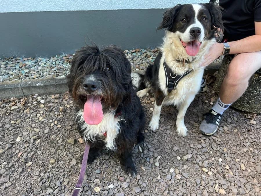 Tom und Jessy, male young Mixed Breed for adoption at Hedwig-Trampert-Tierheim Dillingen, Dillingen