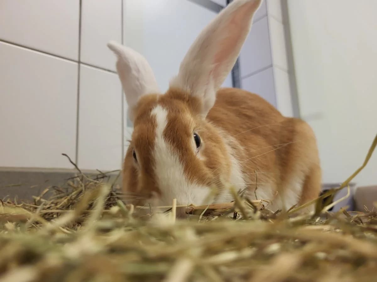Mira, female young Mixed Breed for adoption at Hedwig-Trampert-Tierheim Dillingen, Dillingen