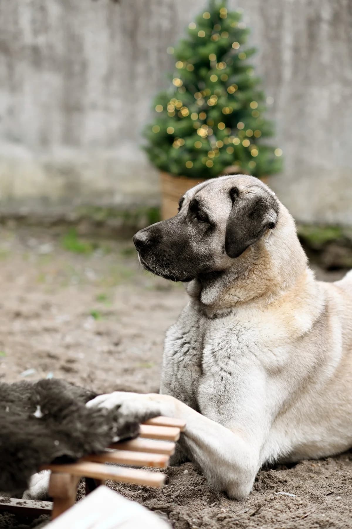 ASIYA, female 7yo Kangal for adoption at Tierheim Dorsten, Dorsten