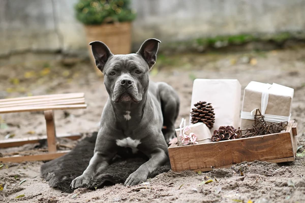 DIVA, female 3yo American Staffordshire Terrier for adoption at Tierheim Dorsten, Dorsten