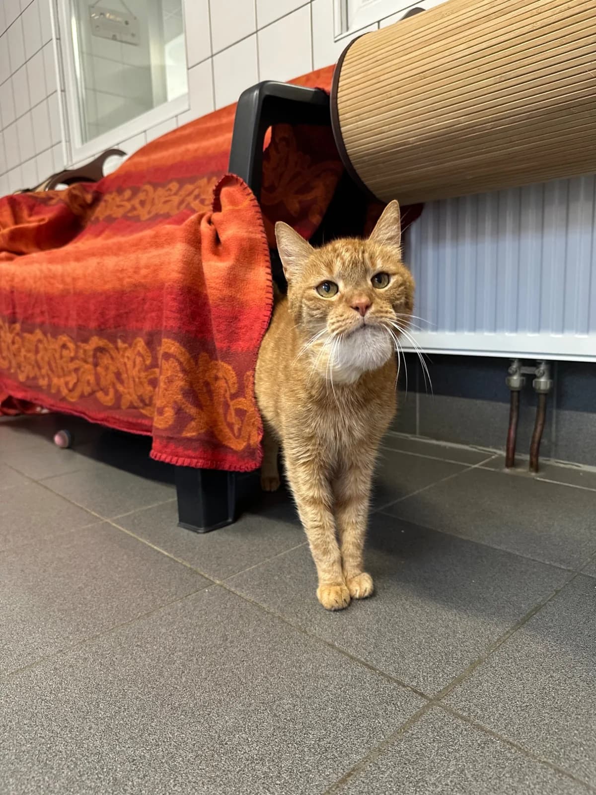 RAICHU,  senior mixed breed for adoption at Tierheim Dorsten, Dorsten