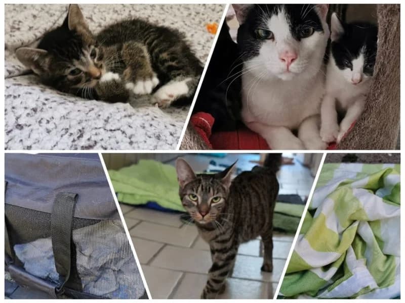 Ausgesetzte Katzenfamilie aus Drakenburg,  Mixed Breed for adoption at Tierheim Drakenburg, Drakenburg