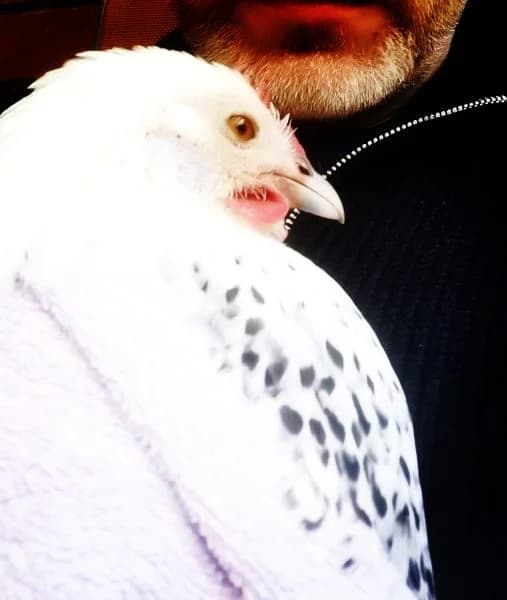Fundhuhn aus Stöckse, female Mixed Breed for adoption at Tierheim Drakenburg, Drakenburg