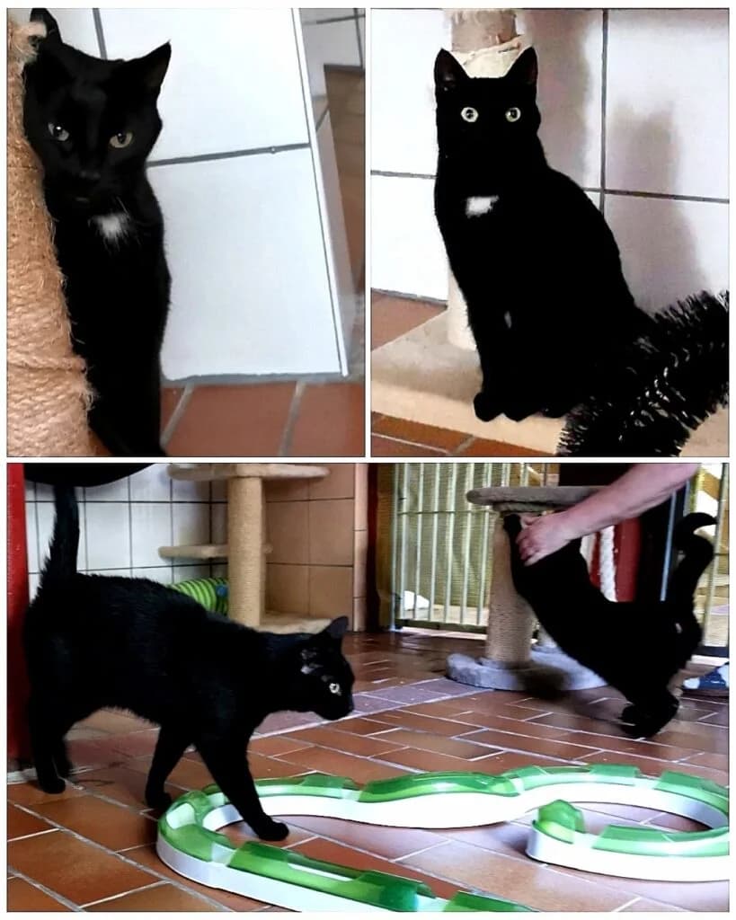 Timmy und Sternchen, male Mixed Breed for adoption at Tierheim Drakenburg, Drakenburg